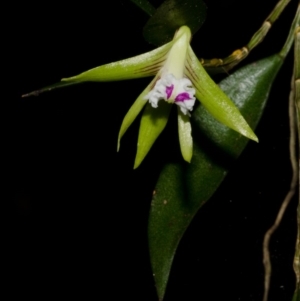 Dockrillia pugioniformis at Browns Mountain, NSW - 3 Oct 2015