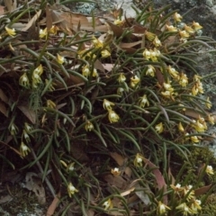 Dockrillia striolata (Streaked Rock Orchid) at Yatte Yattah, NSW - 23 Sep 2005 by AlanS