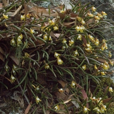 Dockrillia striolata (Streaked Rock Orchid) at Yatte Yattah, NSW - 23 Sep 2005 by AlanS