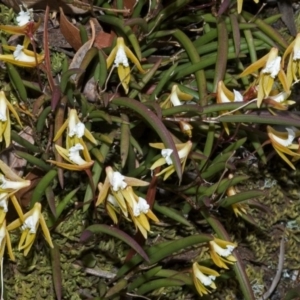 Dockrillia striolata at Yatte Yattah, NSW - suppressed