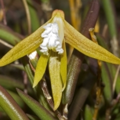 Dockrillia striolata at Yatte Yattah, NSW - suppressed