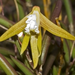 Dockrillia striolata at Yatte Yattah, NSW - suppressed