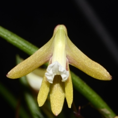 Dendrobium striolatum (Streaked Rock Orchid) at Budgong, NSW - 7 Oct 2013 by AlanS