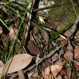 Dockrillia striolata at Bomaderry Creek Regional Park - suppressed