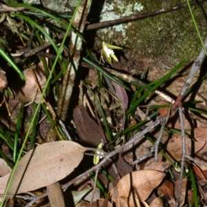 Dockrillia striolata at Bomaderry Creek Regional Park - 29 Sep 2018