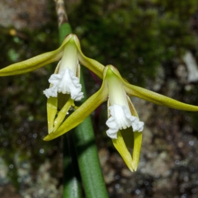 Dockrillia striolata (Streaked Rock Orchid) at Bamarang, NSW - 17 Sep 2013 by AlanS