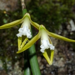 Dendrobium striolatum (Streaked Rock Orchid) at Bamarang, NSW - 16 Sep 2013 by AlanS