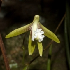 Dendrobium striolatum (Streaked Rock Orchid) at Budgong, NSW - 10 Sep 2011 by AlanS