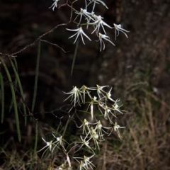 Dockrillia teretifolia (A Rat's Tail Orchid) at Callala Bay, NSW - 30 Aug 2015 by AlanS