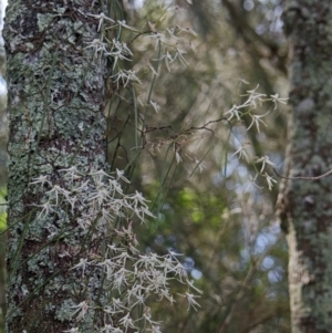 Dockrillia teretifolia at Saint Georges Basin, NSW - 27 Aug 2013