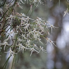 Dockrillia teretifolia at Saint Georges Basin, NSW - suppressed