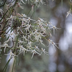 Dockrillia teretifolia at Saint Georges Basin, NSW - 27 Aug 2013