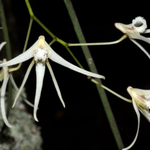 Dockrillia teretifolia at Callala Bay, NSW - suppressed