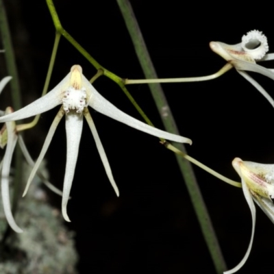 Dockrillia teretifolia (A Rat's Tail Orchid) at Callala Bay, NSW - 15 Aug 2012 by AlanS