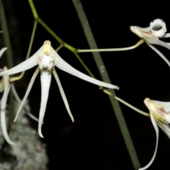 Dendrobium teretifolium (A Rat's Tail Orchid) at Callala Bay, NSW - 14 Aug 2012 by AlanS