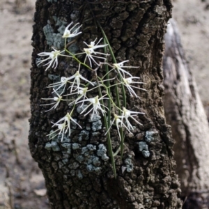 Dockrillia teretifolia at Callala Bay, NSW - suppressed