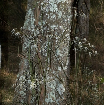 Dockrillia teretifolia (A Rat's Tail Orchid) at Callala Bay, NSW - 5 Aug 2009 by AlanS