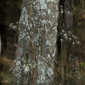 Dockrillia teretifolia at Callala Bay, NSW - 6 Aug 2009