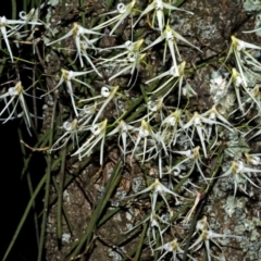 Dockrillia teretifolia (A Rat's Tail Orchid) at Comerong Island Nature Reserve - 16 Aug 2012 by AlanS