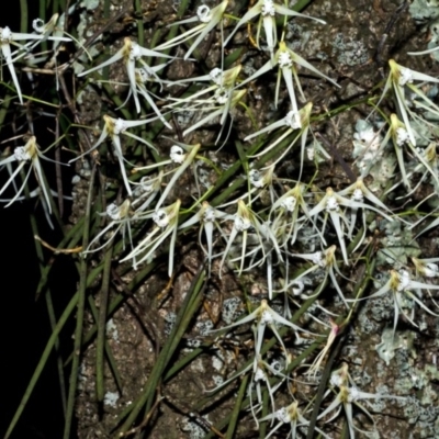 Dockrillia teretifolia (A Rat's Tail Orchid) at Comerong Island Nature Reserve - 15 Aug 2012 by AlanS