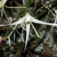 Dockrillia teretifolia at Comerong Island, NSW - 16 Aug 2012