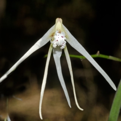 Dockrillia teretifolia (A Rat's Tail Orchid) at Callala Bay, NSW - 28 Aug 2015 by AlanS