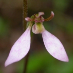 Eriochilus cucullatus (Parson's Bands) at Yerriyong, NSW - 10 Apr 2004 by AlanS