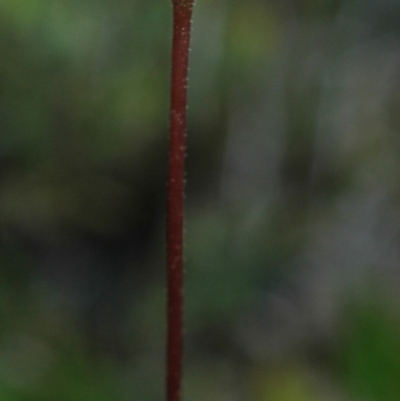 Eriochilus autumnalis at Tianjara, NSW - 10 Mar 2005 by AlanS