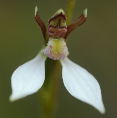 Eriochilus cucullatus (Parson's Bands) at Tianjara, NSW - 9 Mar 2005 by AlanS