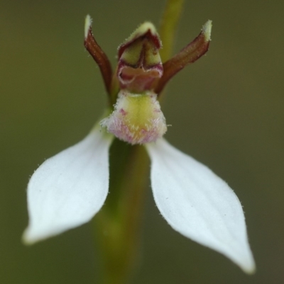 Eriochilus cucullatus (Parson's Bands) at Tianjara, NSW - 10 Mar 2005 by AlanS