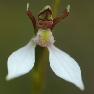 Eriochilus cucullatus at Tianjara, NSW - suppressed