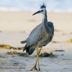 Egretta novaehollandiae (White-faced Heron) at Mollymook, NSW - 16 Feb 2019 by CharlesDove