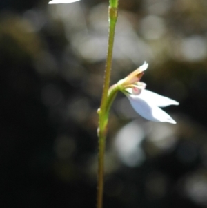 Eriochilus cucullatus at West Nowra, NSW - suppressed