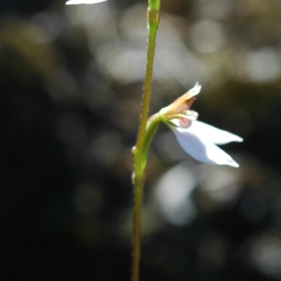 Eriochilus cucullatus (Parson's Bands) at West Nowra, NSW - 5 Apr 2005 by AlanS