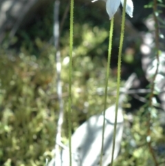 Eriochilus cucullatus at West Nowra, NSW - suppressed