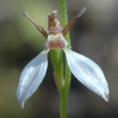 Eriochilus cucullatus at West Nowra, NSW - suppressed