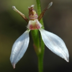 Eriochilus cucullatus at West Nowra, NSW - suppressed