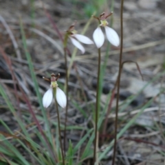 Eriochilus cucullatus at West Nowra, NSW - suppressed