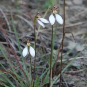 Eriochilus cucullatus at West Nowra, NSW - suppressed