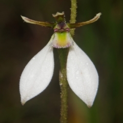 Eriochilus cucullatus (Parson's Bands) at Saint Georges Basin, NSW - 18 Mar 2012 by AlanS