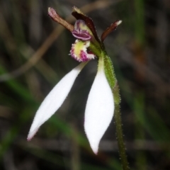 Eriochilus cucullatus (Parson's Bands) at Tianjara, NSW - 17 Mar 2012 by AlanS