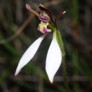 Eriochilus cucullatus at Tianjara, NSW - suppressed