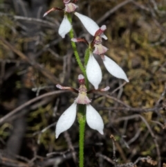 Eriochilus cucullatus (Parson's Bands) at Budgong, NSW - 23 Apr 2013 by AlanS