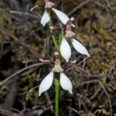 Eriochilus cucullatus (Parson's Bands) at Budgong, NSW - 23 Apr 2013 by AlanS
