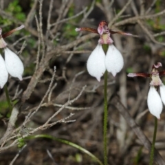 Eriochilus cucullatus at Budgong, NSW - suppressed