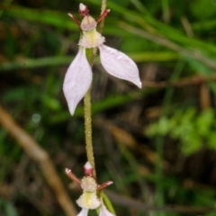 Eriochilus cucullatus (Parson's Bands) at Kangaroo Valley, NSW - 8 Apr 2013 by AlanS