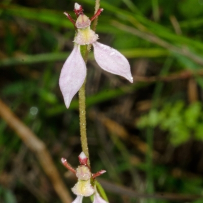 Eriochilus cucullatus (Parson's Bands) at Kangaroo Valley, NSW - 8 Apr 2013 by AlanS