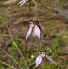 Eriochilus cucullatus at Kangaroo Valley, NSW - 8 Apr 2013