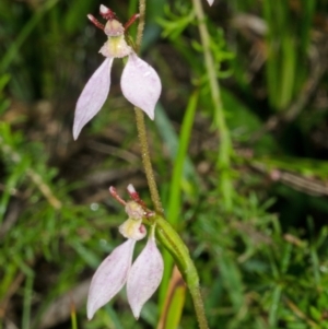 Eriochilus cucullatus at Kangaroo Valley, NSW - 8 Apr 2013