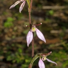 Eriochilus cucullatus at Kangaroo Valley, NSW - 8 Apr 2013